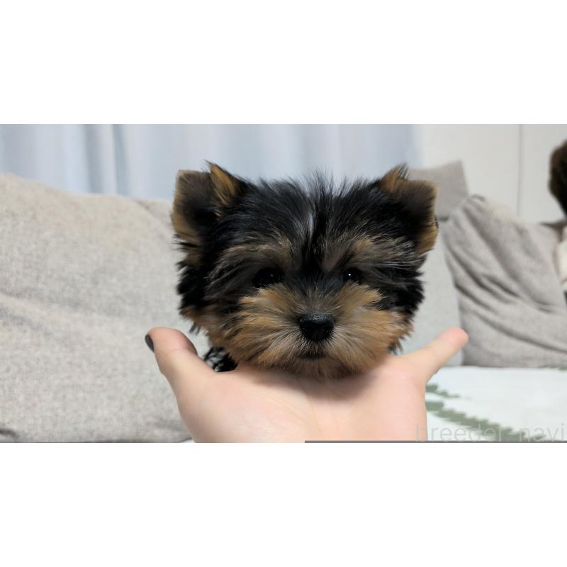 販売中の茨城県のヨークシャーテリア-449972の7枚目