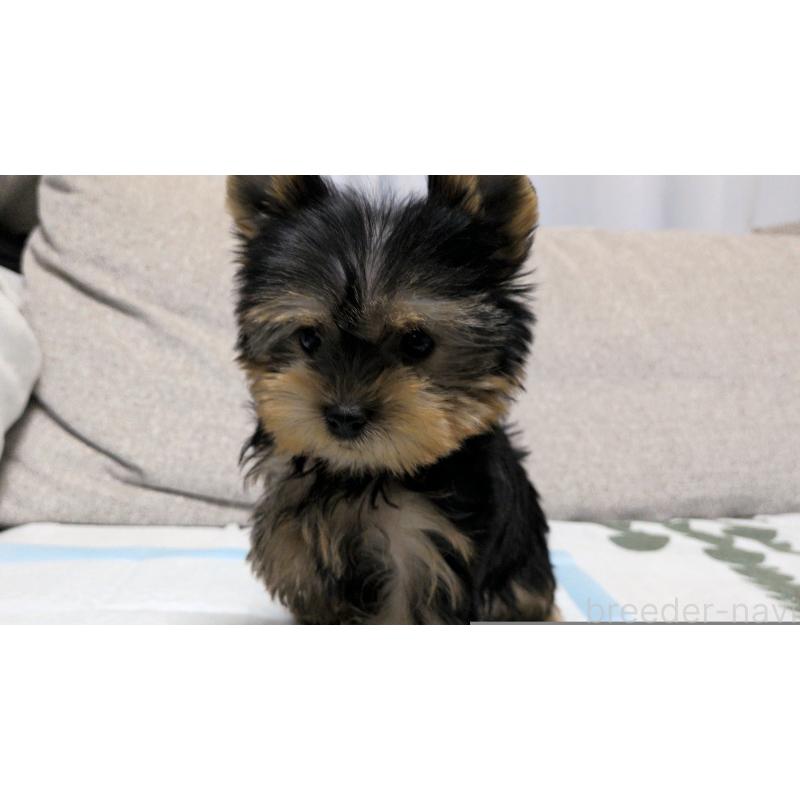 販売中の茨城県のヨークシャーテリア-449972の6枚目