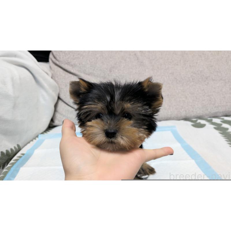 販売中の茨城県のヨークシャーテリア-449972の5枚目