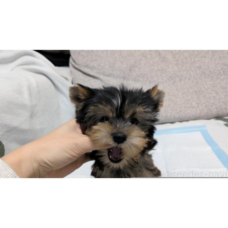 販売中の茨城県のヨークシャーテリア-449972の4枚目