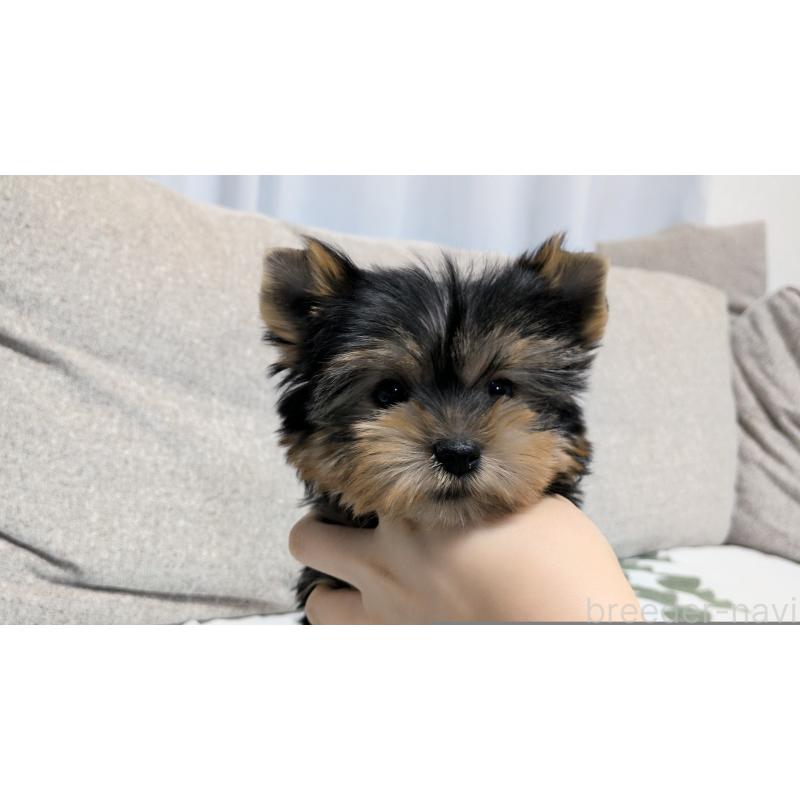 販売中の茨城県のヨークシャーテリア-449972の3枚目