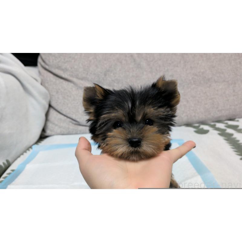 販売中の茨城県のヨークシャーテリア-449972の2枚目