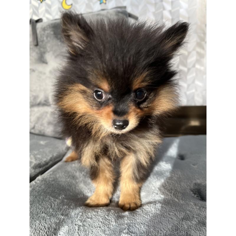 販売中の神奈川県のポメラニアン-449974の5枚目