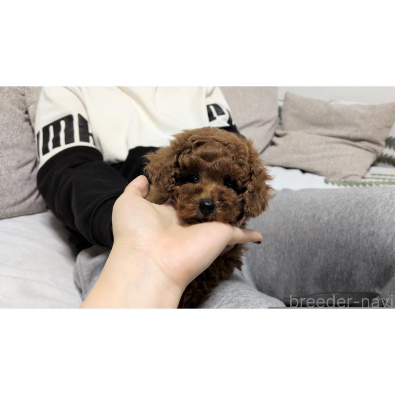 販売中の茨城県のタイニープードル-449973の8枚目