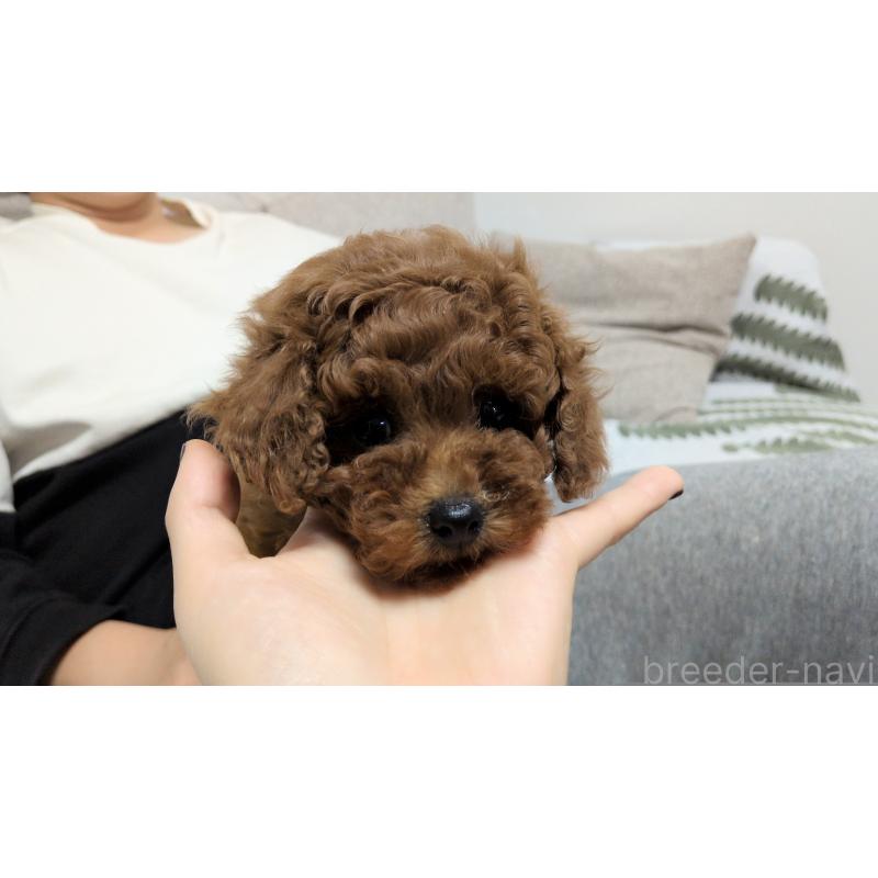 販売中の茨城県のタイニープードル-449973の6枚目