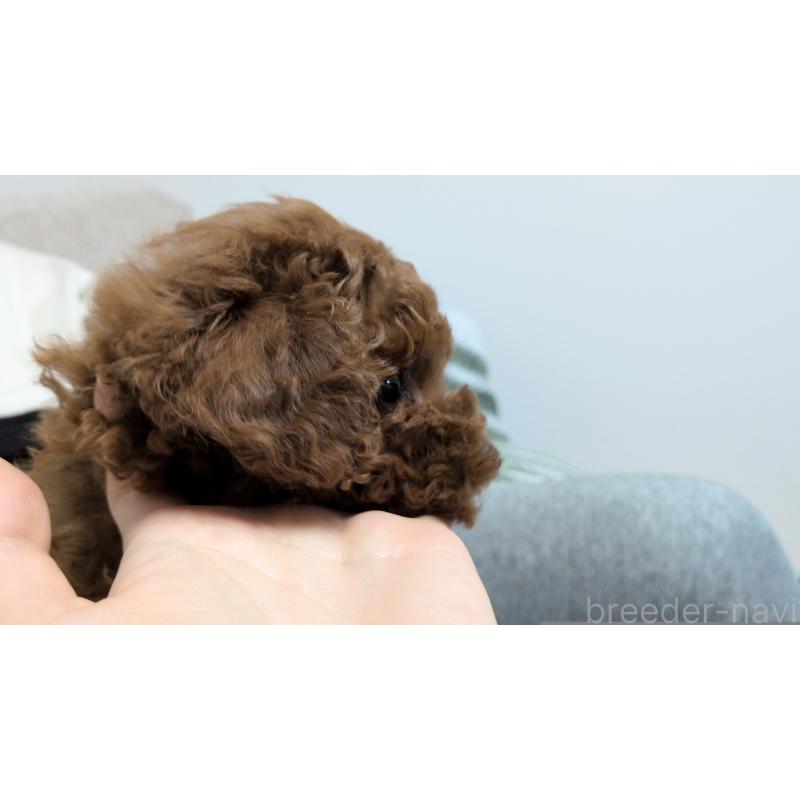 販売中の茨城県のタイニープードル-449973の5枚目