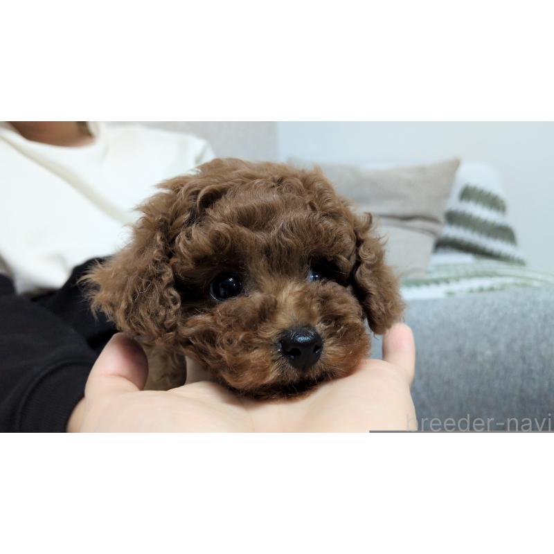 販売中の茨城県のタイニープードル-449973の4枚目