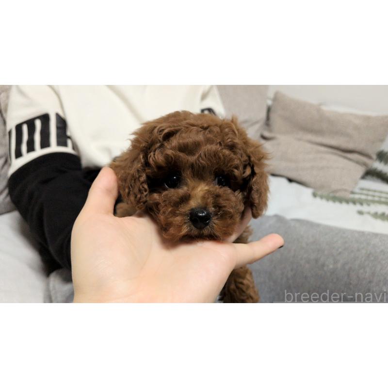 販売中の茨城県のタイニープードル-449973の2枚目