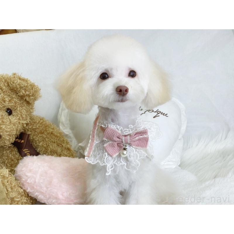 販売中の大阪府のティーカッププードル-449978の4枚目