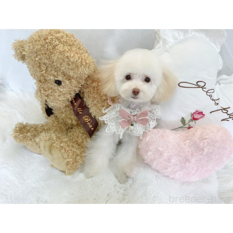 販売中の大阪府のティーカッププードル-449978の3枚目