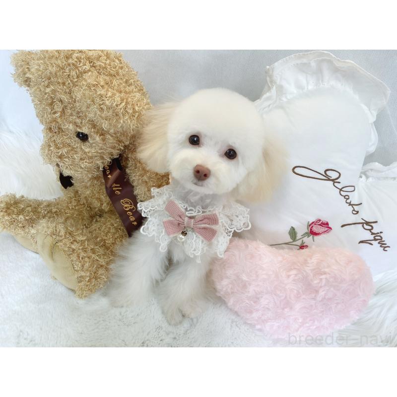 販売中の大阪府のティーカッププードル-449978の2枚目