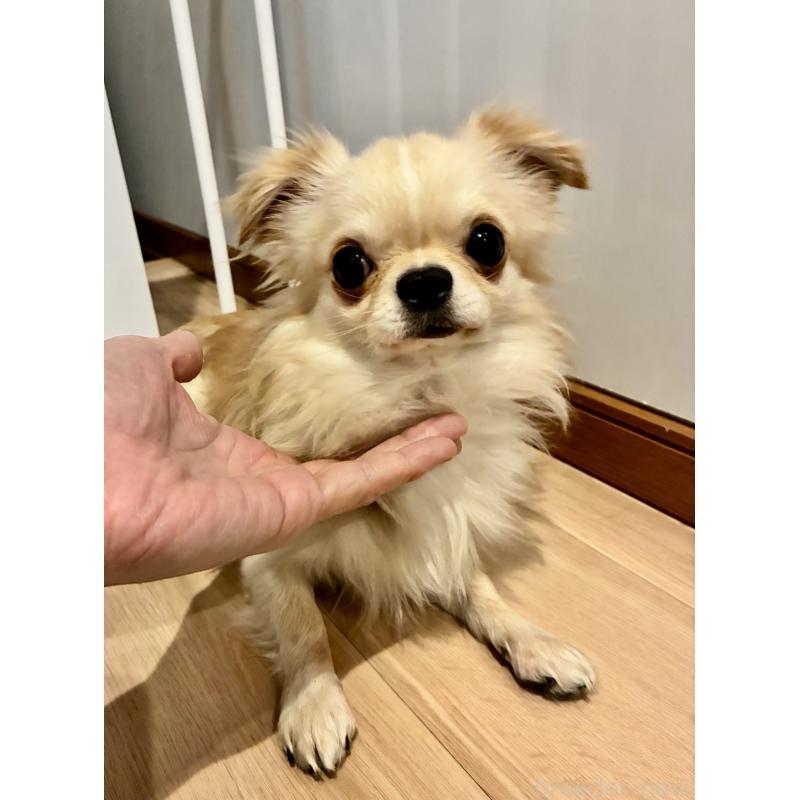 販売中の大阪府のチワワ(ロングコート)-449976の1枚目