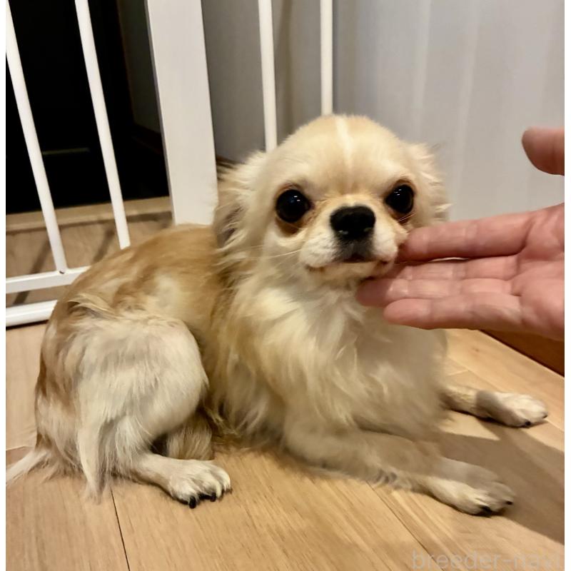 販売中の大阪府のチワワ(ロングコート)-449976の4枚目