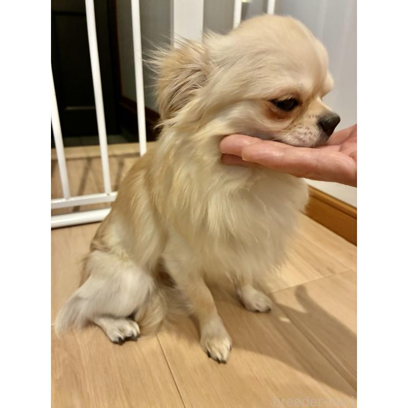 販売中の大阪府のチワワ(ロングコート)-449976の3枚目