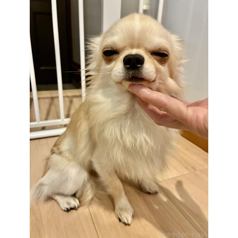 販売中の大阪府のチワワ(ロングコート)-449976の2枚目