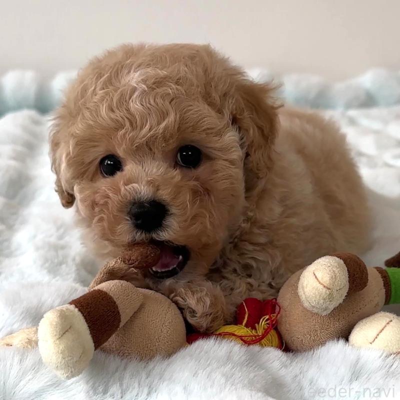 販売中の栃木県のビションプー:ビションフリーゼ×トイプードル-445208