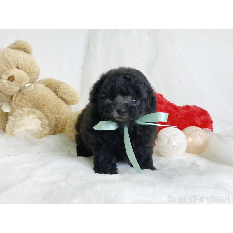 販売中の大阪府のティーカッププードル-449981の5枚目