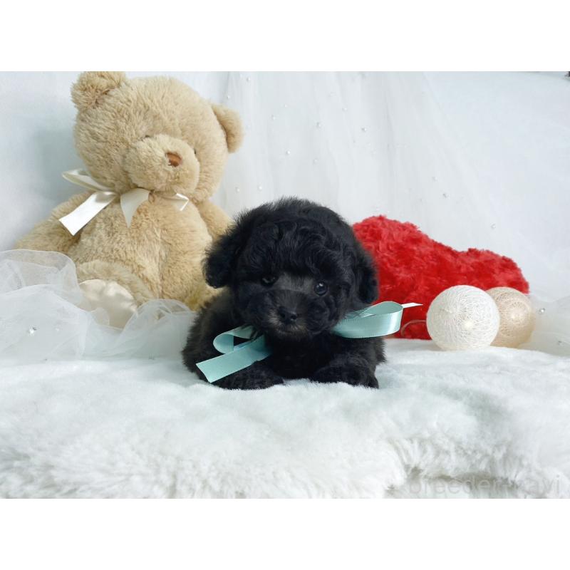 販売中の大阪府のティーカッププードル-449981の4枚目