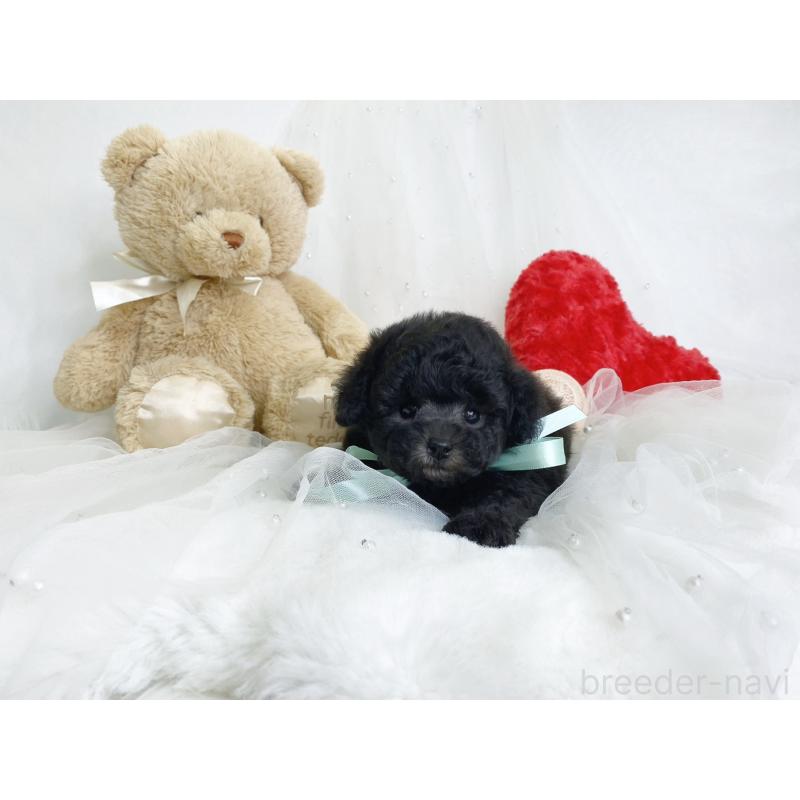 販売中の大阪府のティーカッププードル-449981の2枚目