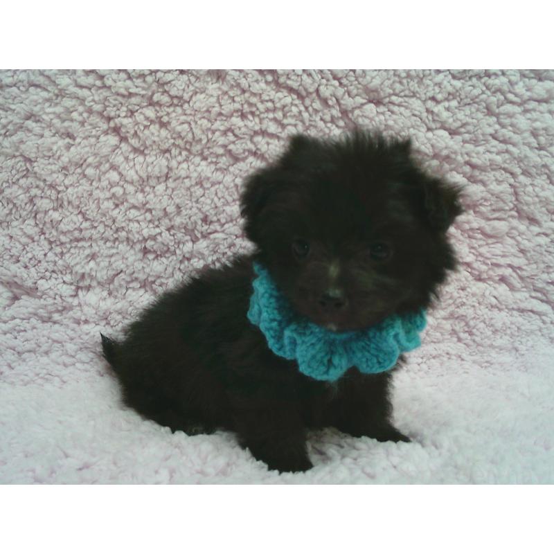 販売中の茨城県のミックス犬-449980