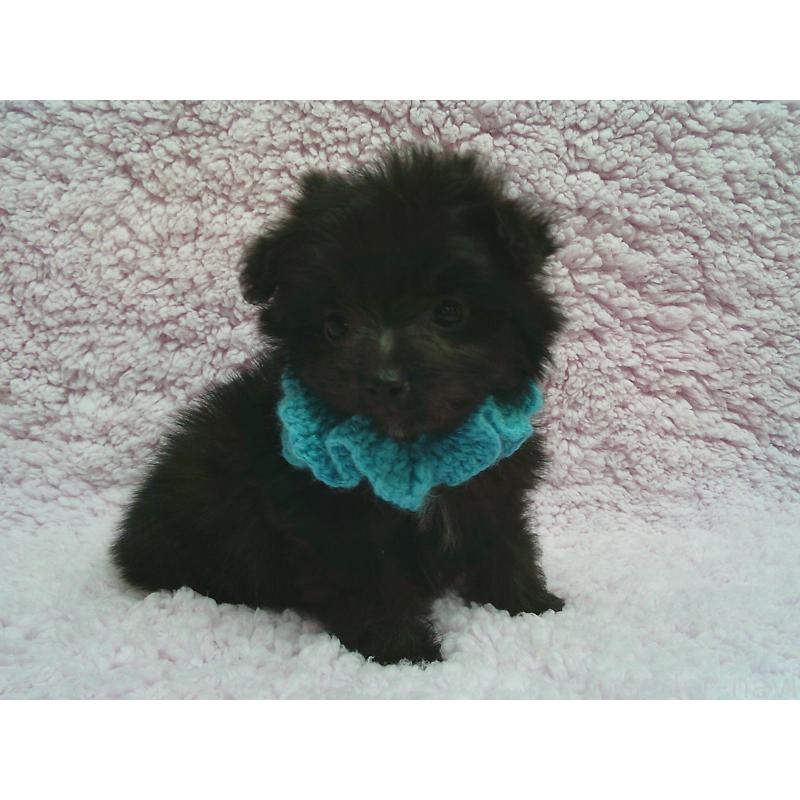 販売中の茨城県のミックス犬-449980の2枚目