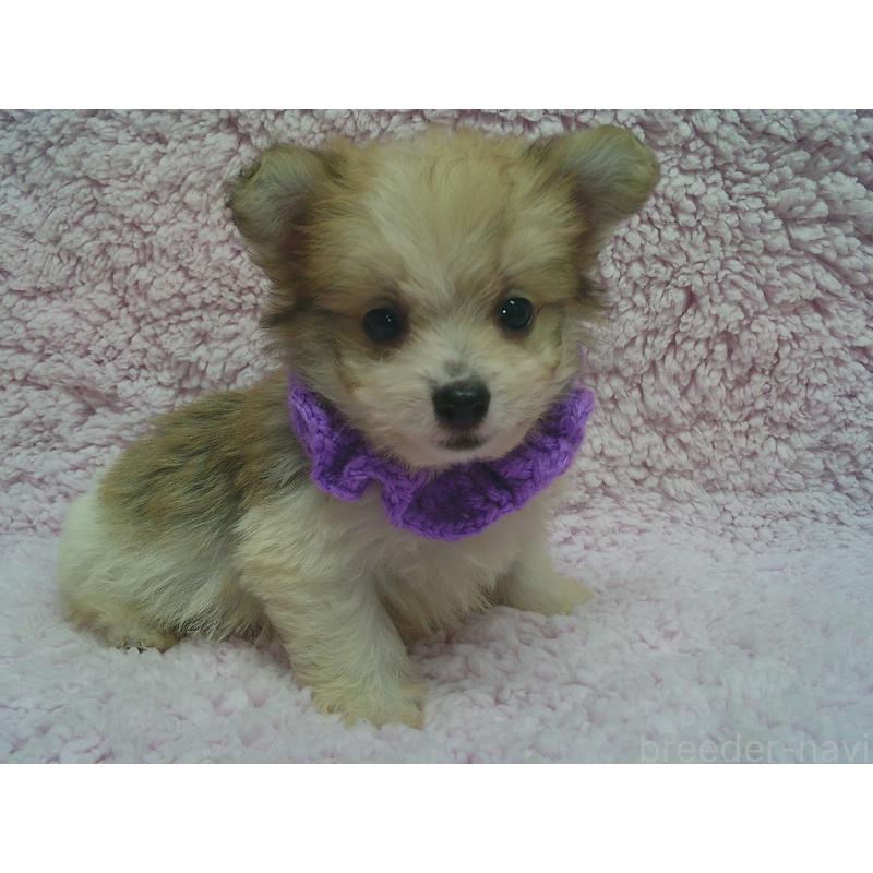 販売中の茨城県のミックス犬-449982の1枚目