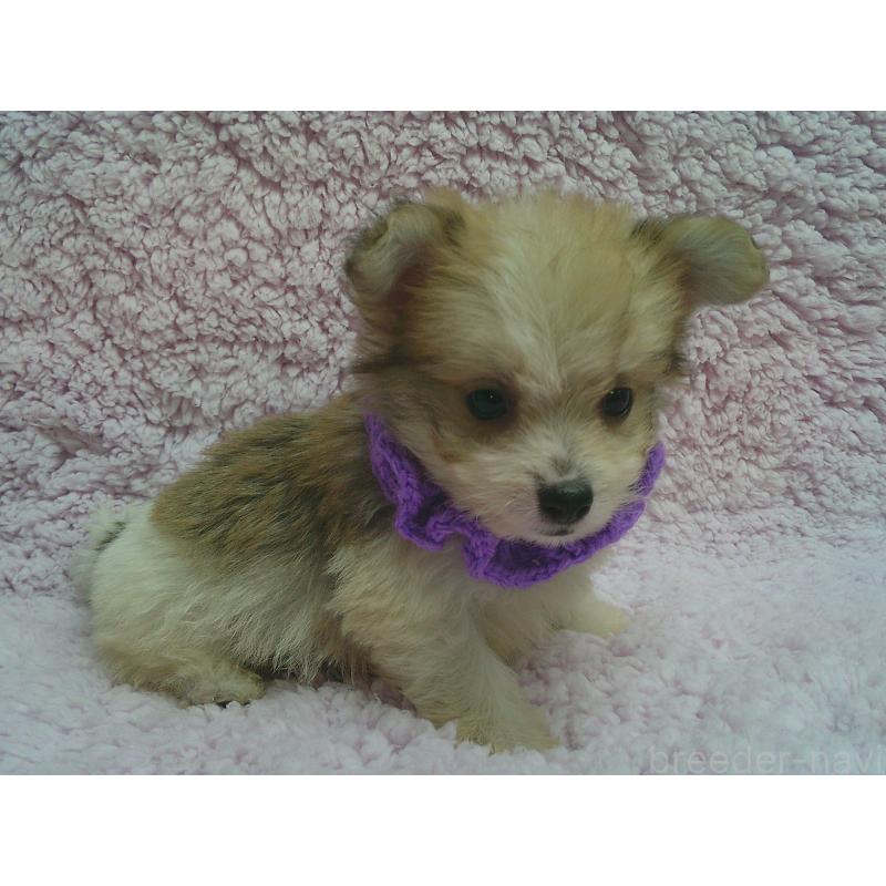 販売中の茨城県のミックス犬-449982の2枚目