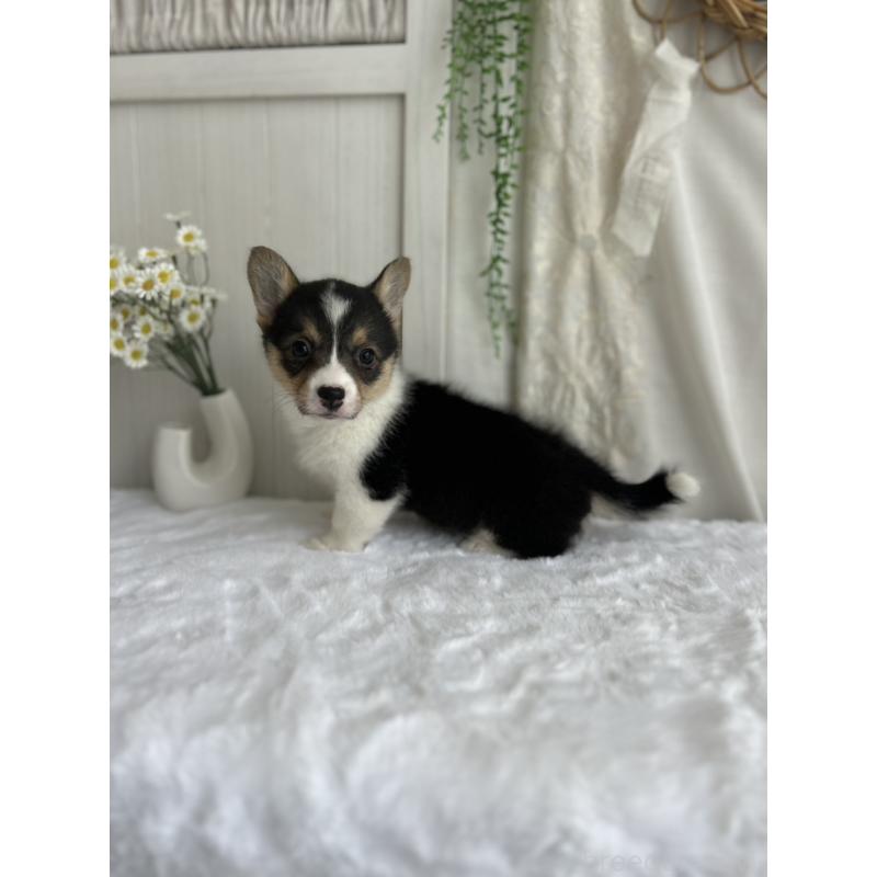 販売中の愛媛県のウェルシュコーギーペンブローク-449983の5枚目