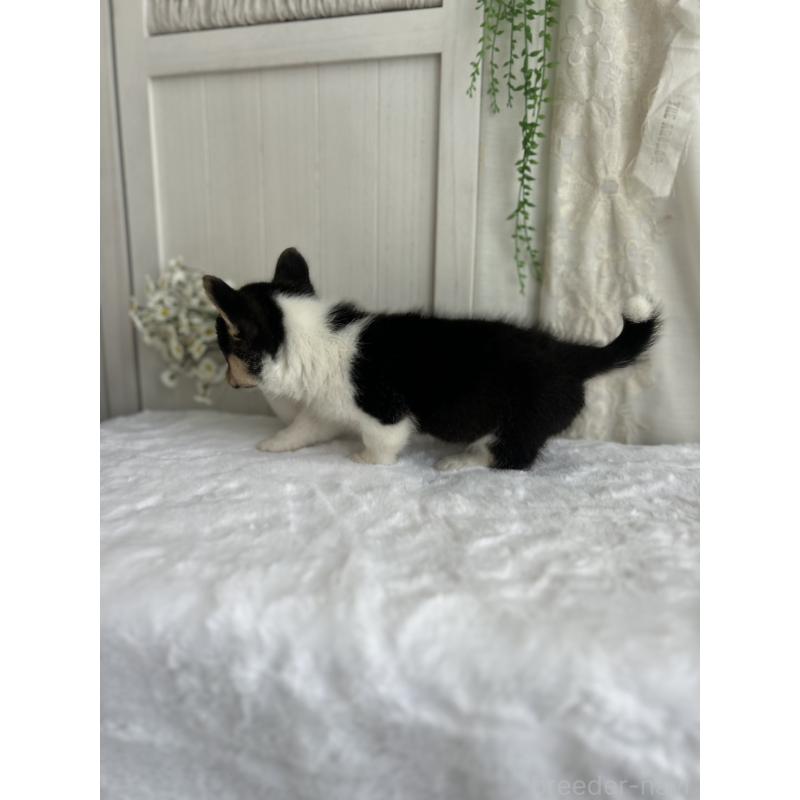 販売中の愛媛県のウェルシュコーギーペンブローク-449983の4枚目