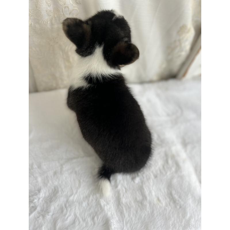 販売中の愛媛県のウェルシュコーギーペンブローク-449983の3枚目