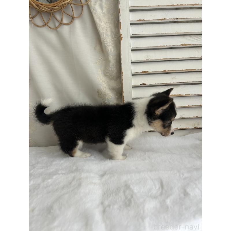 販売中の愛媛県のウェルシュコーギーペンブローク-449983の2枚目