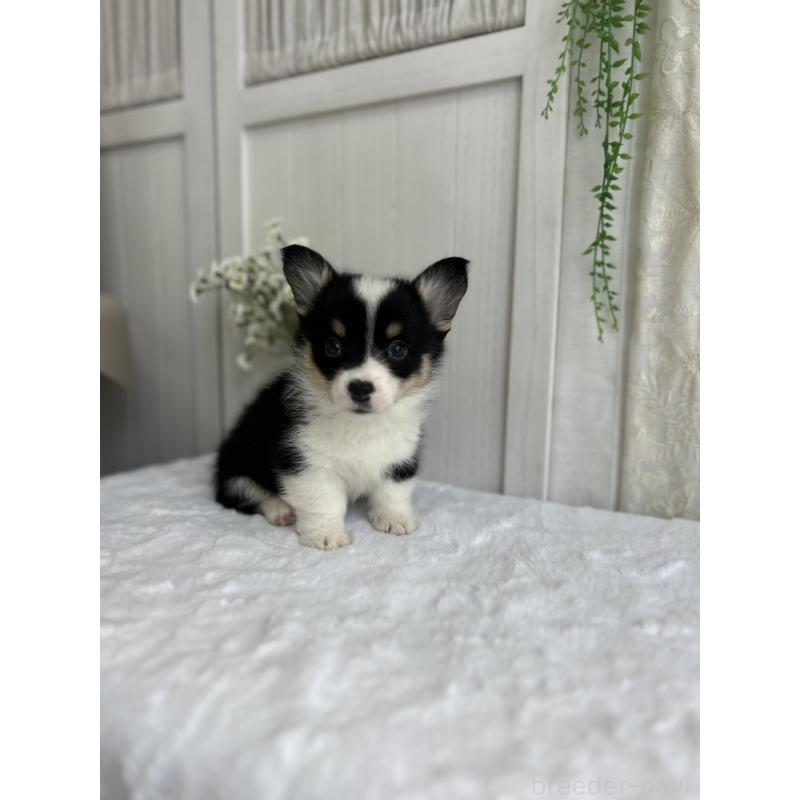 販売中の愛媛県のウェルシュコーギーペンブローク-449984の8枚目