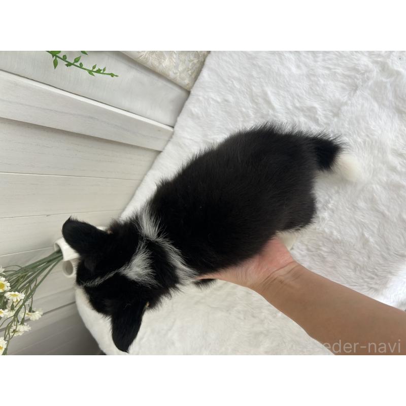 販売中の愛媛県のウェルシュコーギーペンブローク-449984の7枚目