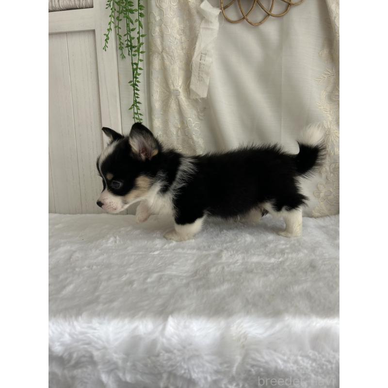 販売中の愛媛県のウェルシュコーギーペンブローク-449984の6枚目