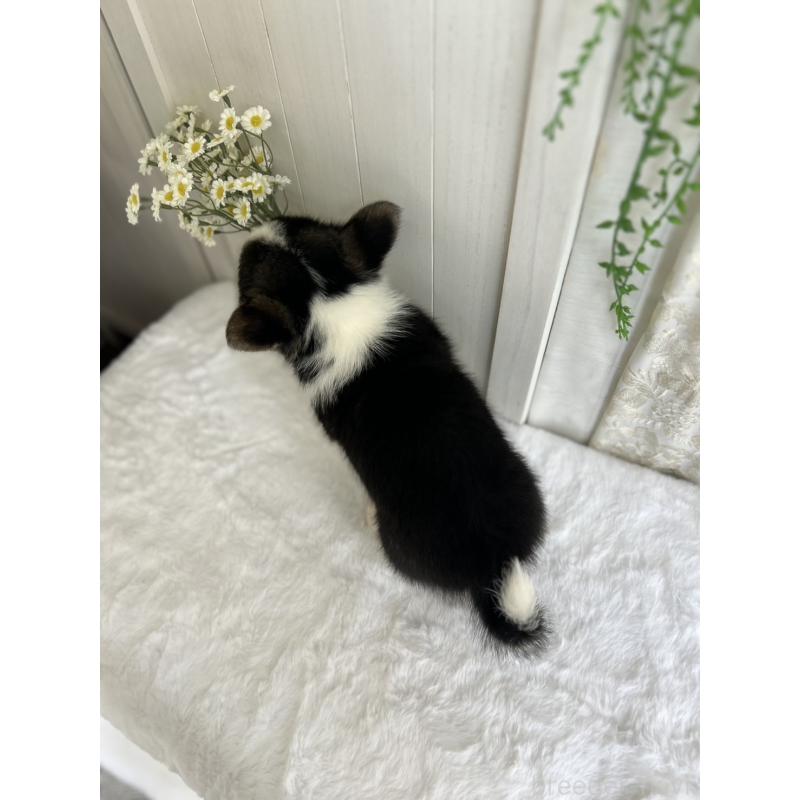 販売中の愛媛県のウェルシュコーギーペンブローク-449985の7枚目