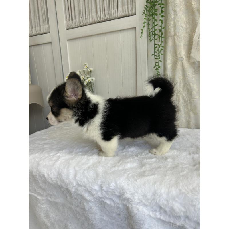 販売中の愛媛県のウェルシュコーギーペンブローク-449985の6枚目