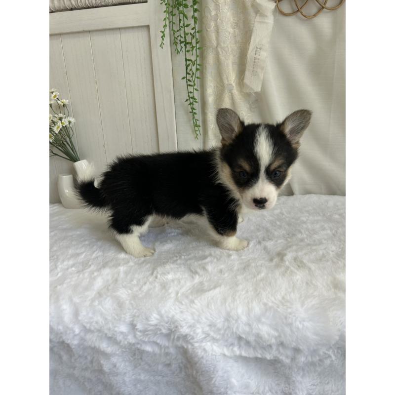 販売中の愛媛県のウェルシュコーギーペンブローク-449985の5枚目
