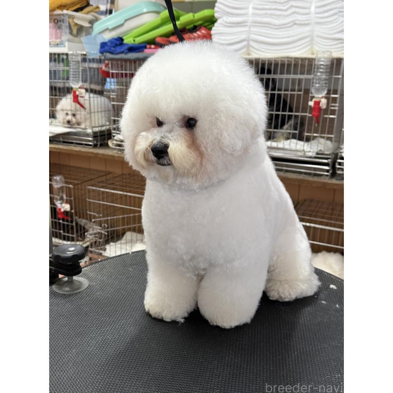 販売中の栃木県のビションフリーゼ-389761の9枚目