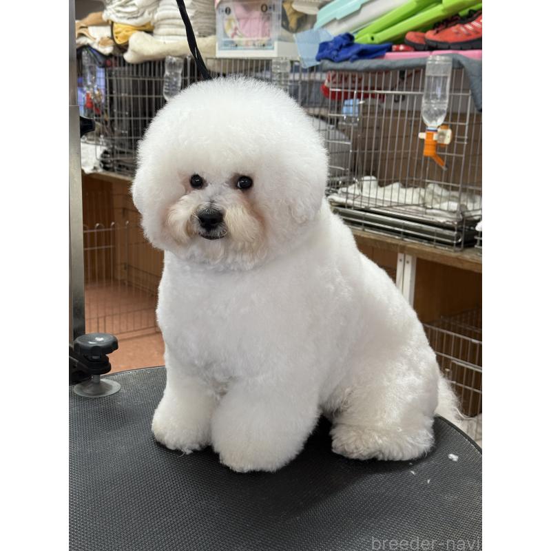 販売中の栃木県のビションフリーゼ-389761の8枚目