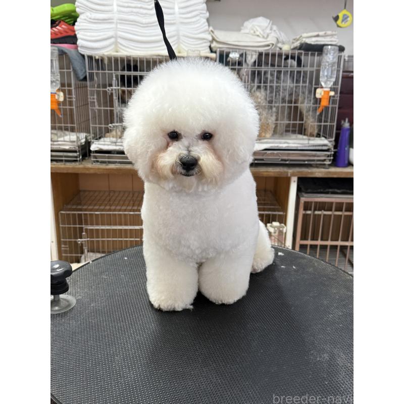 販売中の栃木県のビションフリーゼ-389761の7枚目