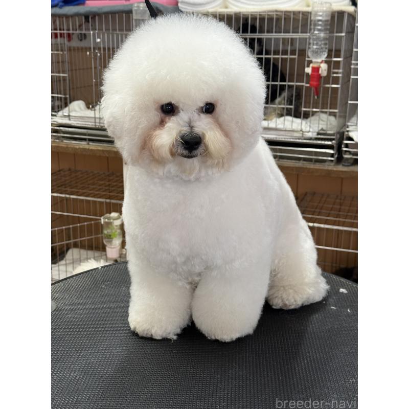 販売中の栃木県のビションフリーゼ-389761の6枚目