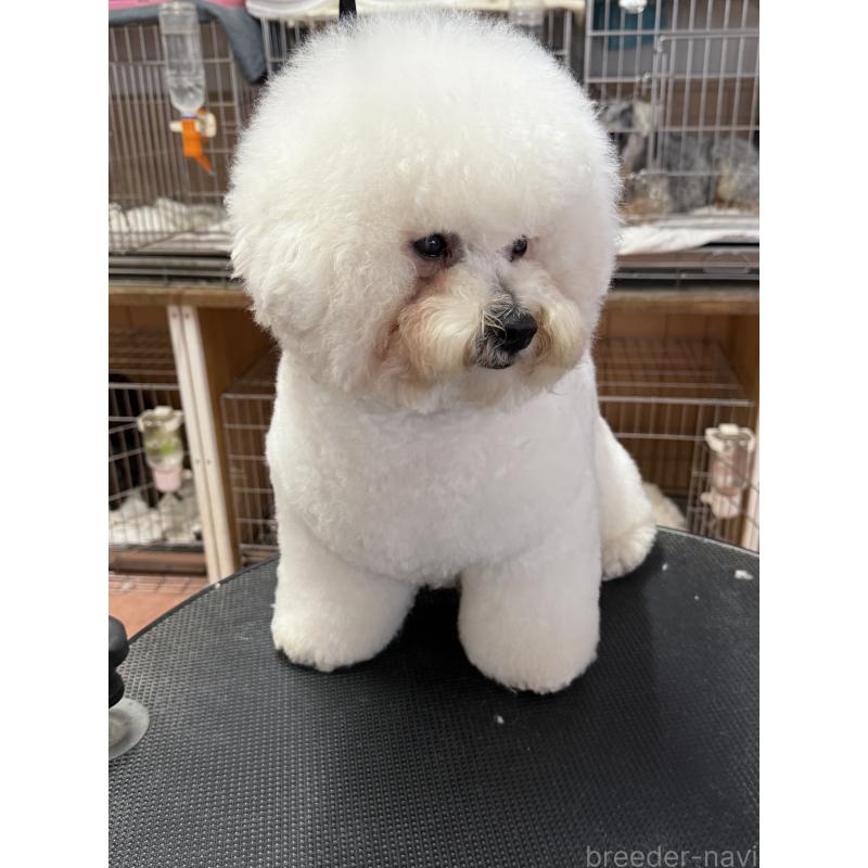 販売中の栃木県のビションフリーゼ-389761の5枚目