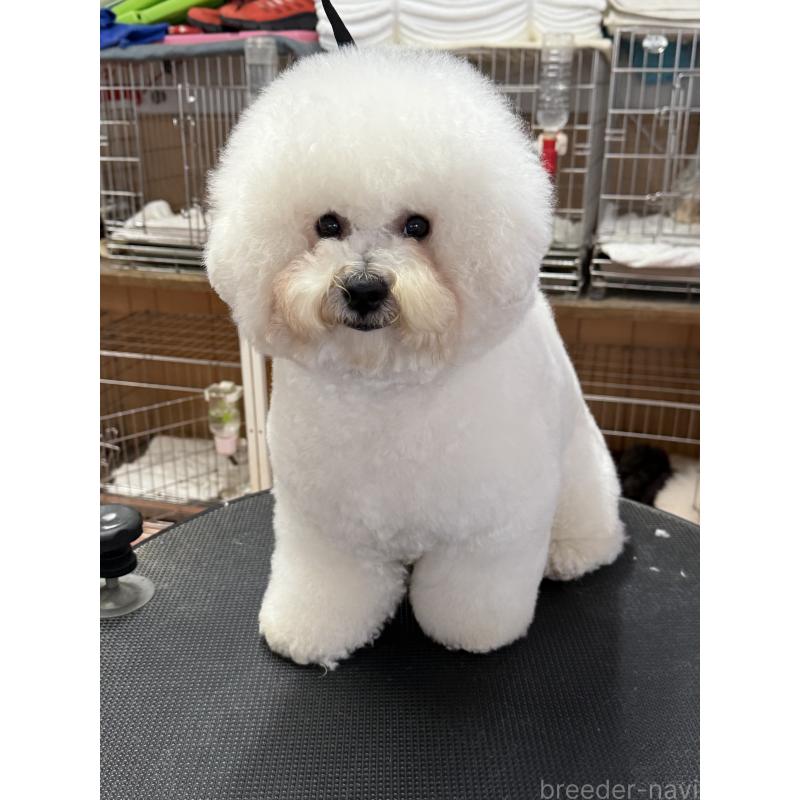 販売中の栃木県のビションフリーゼ-389761の4枚目