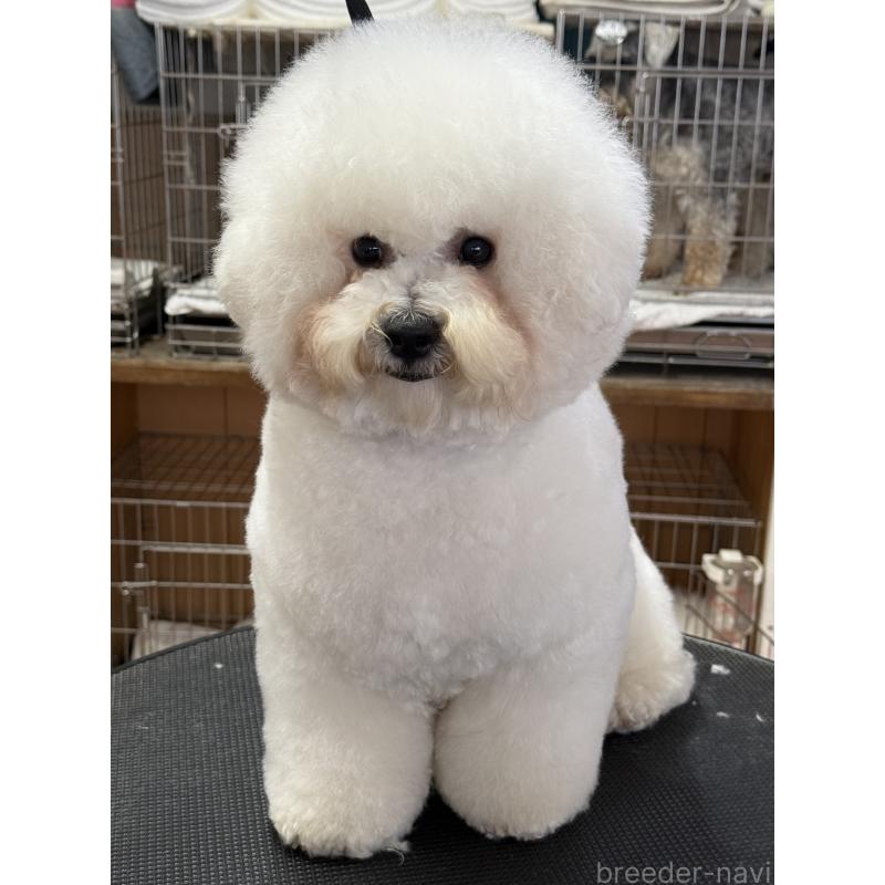 販売中の栃木県のビションフリーゼ-389761の3枚目