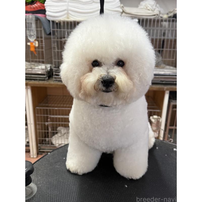 販売中の栃木県のビションフリーゼ-389761の2枚目