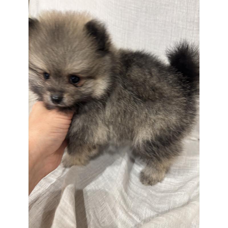 販売中の福岡県のポメラニアン-449986の3枚目