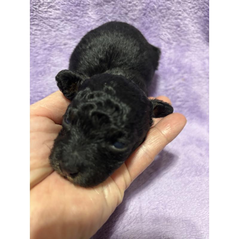 販売中の福岡県のトイプードル-449988の2枚目