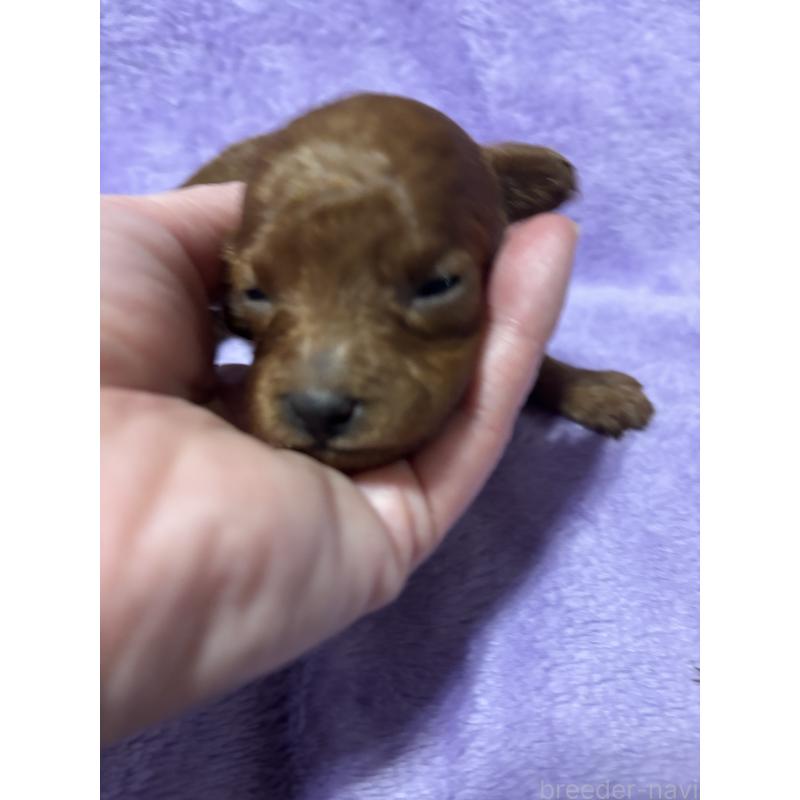 販売中の福岡県のトイプードル-449989の2枚目