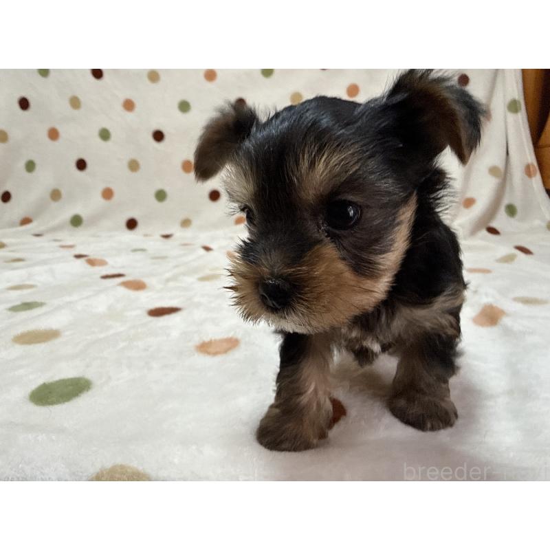 販売中の岐阜県のヨークシャーテリア-449990の6枚目