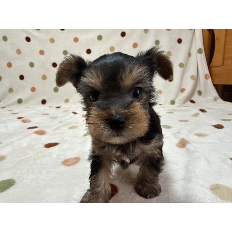 販売中の岐阜県のヨークシャーテリア-449990の5枚目